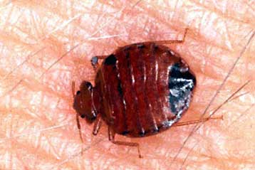 Ορδές κοριών εισβάλλουν αθέατες στη Νέα Υόρκη