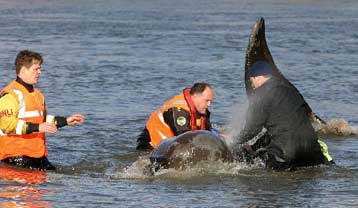 Εκστρατεία συγκέντρωσης 10.000 λιρών για το σκελετό της «φάλαινας του Τάμεση»