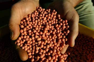 Υπό αμφισβήτηση τα οφέλη από την κατανάλωση σόγιας