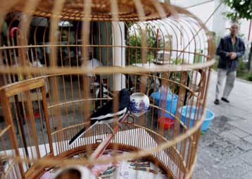 Έως το τέλος Μαΐου παρατείνει η Κομισιόν το εμπάργκο για τα άγρια πτηνά