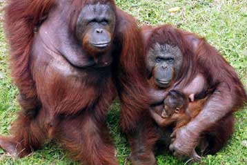 Οι ουραγκοτάγκοι φέρουν στο DNA τους σημάδια των κυνηγών