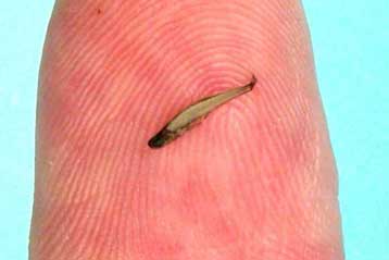 Το μικρότερο ψάρι του κόσμου έχει μέγεθος κουνουπιού