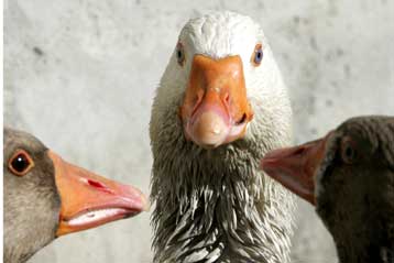 Δύο κρούσματα της γρίπης των πτηνών εντοπίστηκαν στα κατεχόμενα