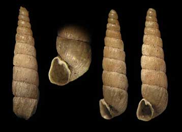 Παράξενα σαλιγκάρια πέταξαν πάνω από τον Ατλαντικό ως λαθρεπιβάτες