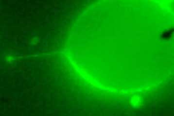 Σύριγγες από νανοσωλήνες θα μεταφέρουν φάρμακα κατά μόρια