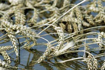 Νέα τράπεζα γενετικού υλικού φυτών δημιουργείται στη Θεσσαλονίκη