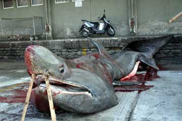 Καρχαρίας 7,5 μέτρων πιάστηκε στα δίχτυα έξω από την Καβάλα