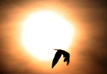 Νέο εμβόλιο κατά της γρίπης των πτηνών με θετικά αποτελέσμα στις πρώτες δοκιμές