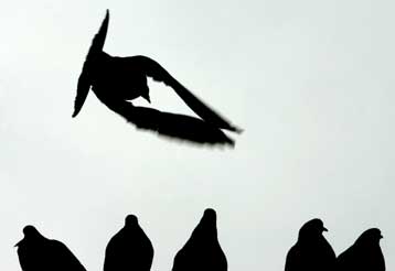 Ερευνητικά περιστέρια θα ενημερώνουν για τη ρύπανση της Καλιφόρνια