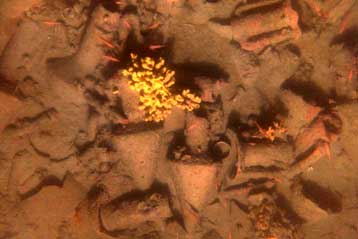 Υποβρύχιο ρομπότ χαρτογραφεί αρχαίο ναυάγιο έξω από τη Χίο