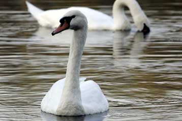 Κύκνος μολυσμένος με τη γρίπη των πτηνών εντοπίστηκε στη Βουλγαρία