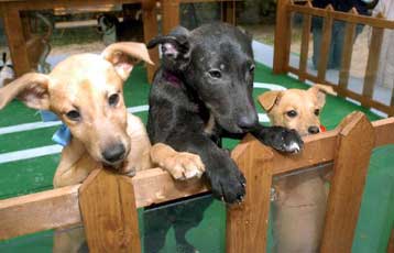 Εκδήλωση ευαισθητοποίησης για τα αδέσποτα από το Δήμο Αθηναίων