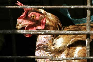 Κινεζικής προέλευσης αποδεικνύεται η γρίπη των πτηνών