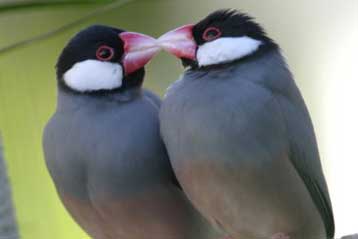 Τα πουλιά μπορούν να αναγνωρίζουν τις ανθρώπινες γλώσσες
