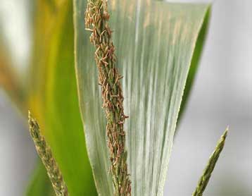 Ο ΠΟΕ καταδικάζει την ΕΕ για το μορατόριουμ στα γενετικά τροποποιημένα τρόφιμα