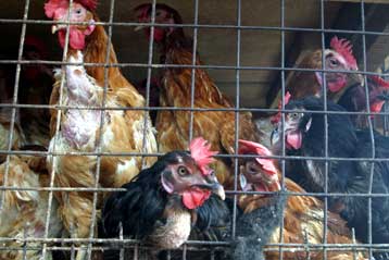 Και στην Αφρική διαπιστώθηκε κρούσμα της γρίπης των πτηνών