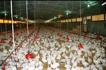 Μείωση κατά 50% του συντελεστή καθαρού κέρδους των πτηνοτροφικών επιχειρήσεων