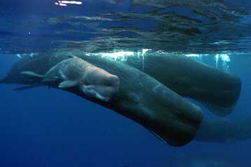 Φάλαινες αφουγκράζονται τα αλιευτικά για να βρουν τα παραγάδια