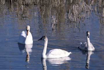 Επιβεβαιώθηκε το θανατηφόρο στέλεχος Η5Ν1 στα τρία δείγματα κύκνων