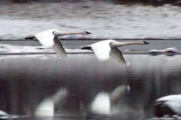 Ιταλία και Βουλγαρία επιβεβαιώνουν το θανατηφόρο υπότυπο Η5Ν1 σε νεκρούς κύκνους