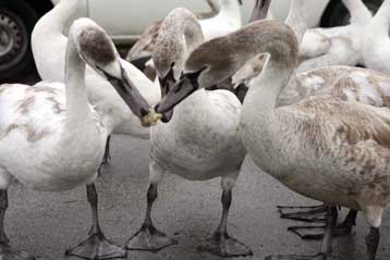 Εξιτήριο για τον 15χρονο μαθητή, αρνητικές οι εξετάσεις του 29χρονου κυνηγού