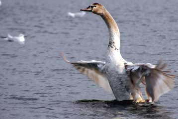 Θετικές οι εξετάσεις για τον ιό Η5Ν1 στη Γερμανία, ύποπτα κρούσματα και στην Αυστρία