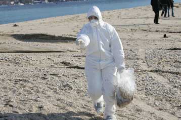 Σε επιφυλακή οι Αρχές της Θεσσαλονίκης παρά τη μείωση του αριθμού των νεκρών πτηνών