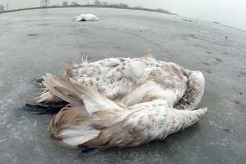 Στη βόρεια Ευρώπη τα νέα μέτωπα της γρίπης των πτηνών