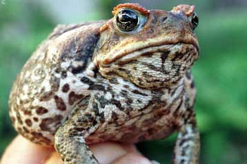 Φρύνοι κατακτούν την Αυστραλία με πόδια που μακραίνουν