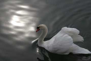 «Ταξιδεύει» στην Ευρώπη η γρίπη των πτηνών με νέο μέτωπο στη Σλοβενία