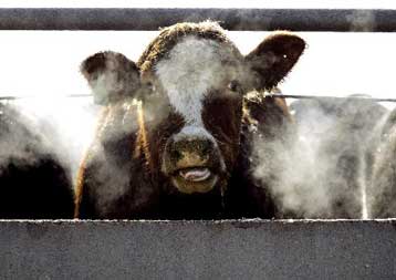 Κρούσμα «τρελών αγελάδων» ανακοινώνει η Κροατία