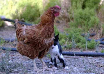Ευάλωτες στη γρίπη των πτηνών οι γάτες, ίσως και οι σκύλοι, εκτιμά Ολλανδός ιολόγος