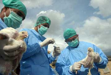 Εστίες H5N1 για πρώτη φορά στην Αίγυπτο – Εν αναμονή επιβεβαίωσης και στη Γαλλία