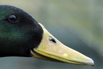 Και η Γαλλία συγκαταλέγεται πλέον στις ευρωπαϊκές χώρες με κρούσμα του Η5Ν1
