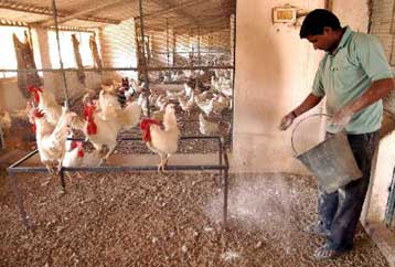 Θάνατος πτηνοτρόφου στην Ινδία ενισχύει τους φόβους για τη γρίπη των πτηνών