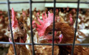 Στο χείλος του γκρεμού οι Ευρωπαίοι πτηνοτρόφοι από τη γρίπη των πτηνών