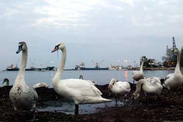 Επιβεβαιώθηκε ο Η5Ν1 σε κύκνο από τη Χαλκιδική – Επτά ακόμα δείγματα στο Λονδίνο