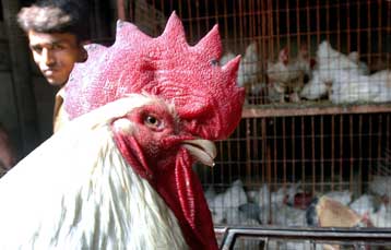 Προληπτικός εμβολιασμός εκατομμυρίων πτηνών στην ΕΕ για τη γρίπη των πτηνών