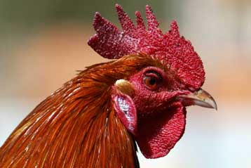 Αρχαία γονίδια επανεμφανίζονται σε κότες με δόντια