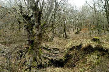 Μπλόκο του ΣτΕ στη λειτουργία κέντρων διασκέδασης μέσα σε δάση και άλση