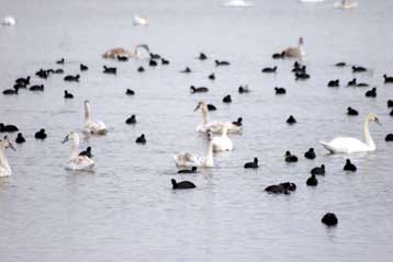 Θετικοί στον ιό της γρίπης των πτηνών δύο κύκνοι από τη Ροδόπη