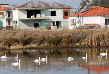 Επιβεβαιώθηκε γρίπη των πτηνών σε ακόμη επτά κύκνους από τη Β.Ελλάδα