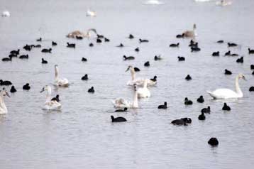 Αλλα έξι δείγματα από νεκρούς κύκνους θετικά στον ιό της γρίπης των πτηνών