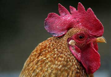 Εγρήγορση στην Ευρώπη μετά την επιβεβαίωση του H5N1 στη Γαλλία