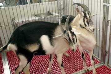 «Όχι» στο πρώτο φάρμακο από γενετικά τροποποιημένα κοπάδια