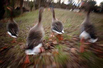 Και η Σουηδία στο «χορό» της γρίπης των πουλερικών