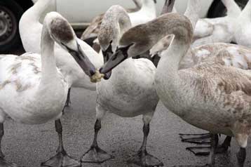 Σε τέσσερα νέα δείγματα ανιχνεύθηκε ο ιός της γρίπης των πτηνών