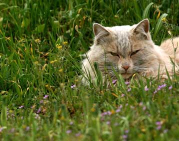 Ο ιός της γρίπης των πτηνών ανιχνεύθηκε σε γάτα στη Γερμανία