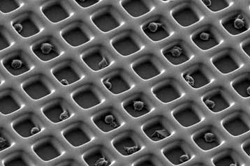 Δίκτυα αιμοφόρρων αγγείων δημιουργήθηκαν στο εργαστήριο