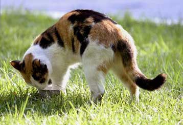 Καθησυχαστικές οι Αρχές για το κρούσμα γρίπης των πτηνών σε γάτα στη Γερμανία